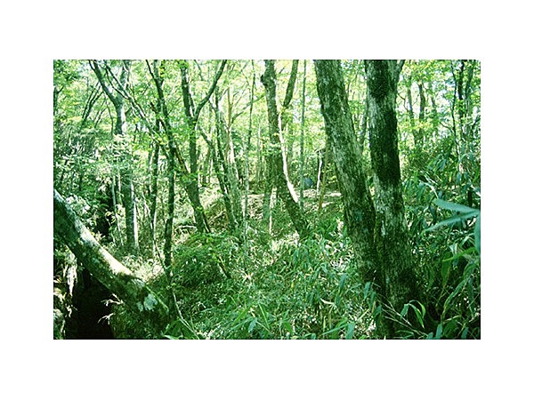 天狗の原始林