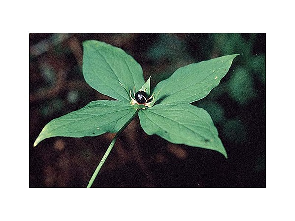 ヨコグラツクバネ