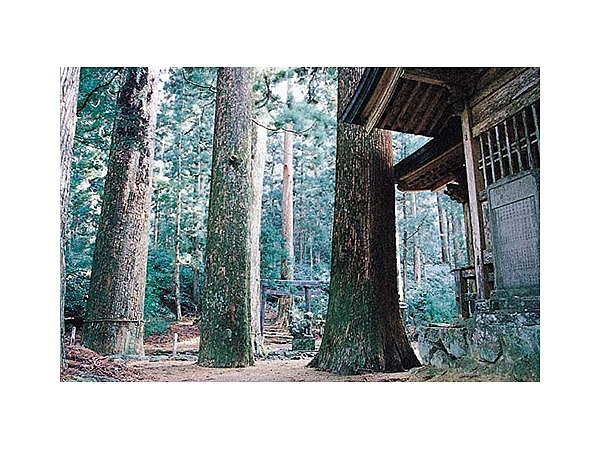 横倉山の大杉群