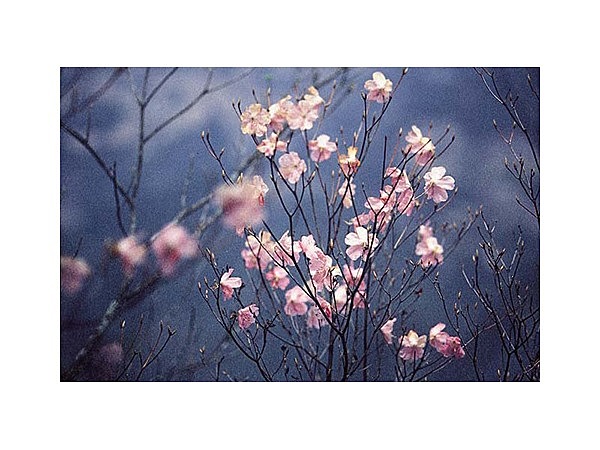 アケボノツツジ