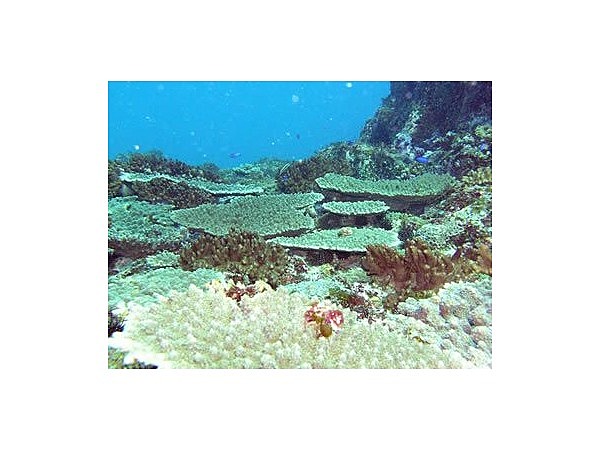 矢井賀スキューバダイビング