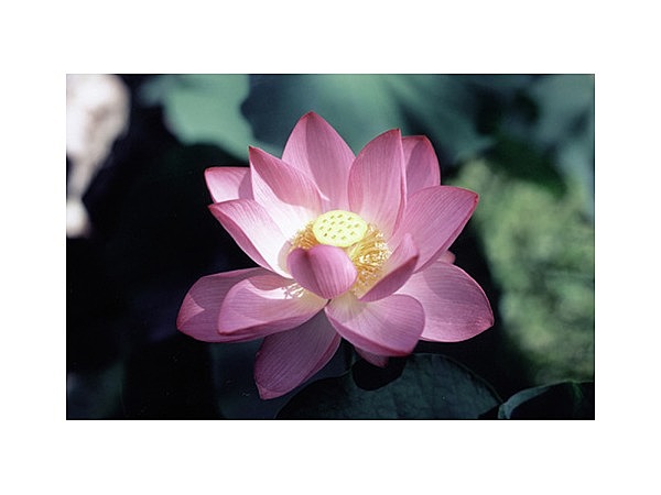 定福寺の大賀蓮