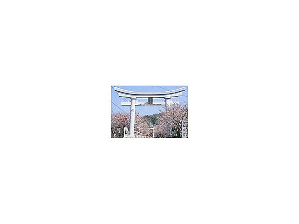 八王子宮の桜
