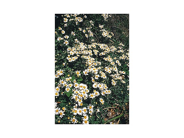 アシズリノジギク