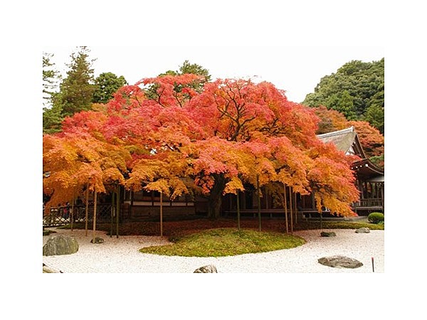 雷山千如寺大悲王院