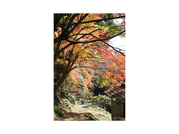 八女津媛神社の紅葉