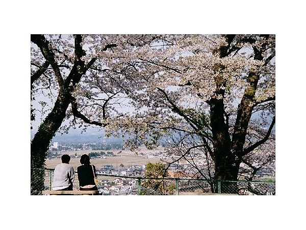 お物見公園の桜