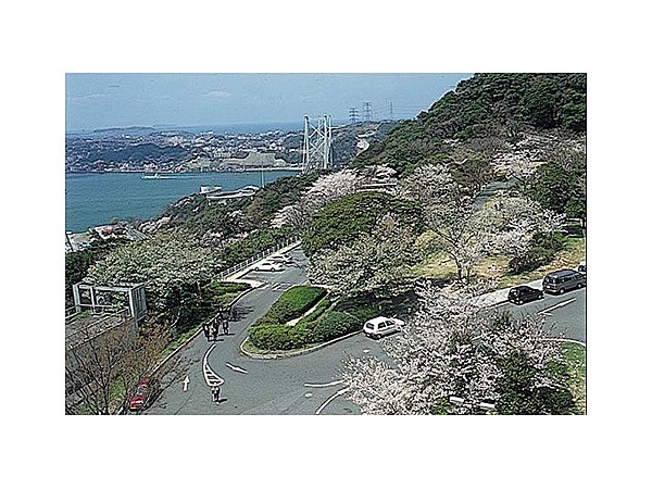 めかり公園の桜