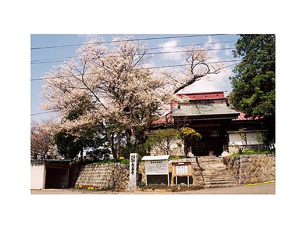 長善寺の桜