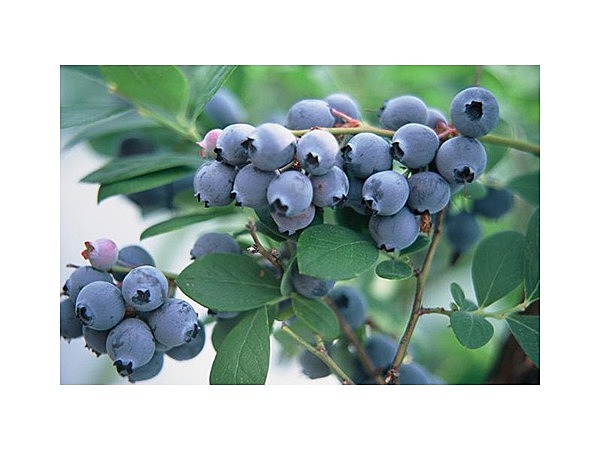 北野観光農園ブルーベリーの村