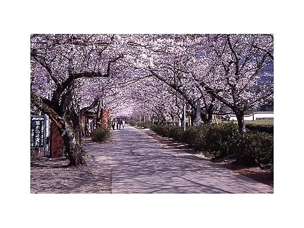 秋月城跡の桜