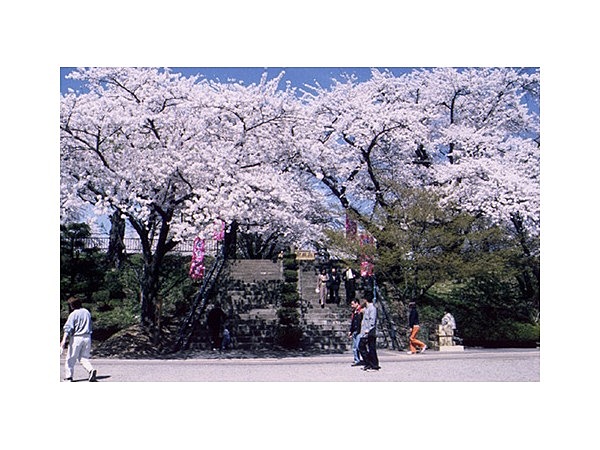 紫波城山公園の桜群