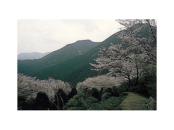 興山園の桜・ツツジ