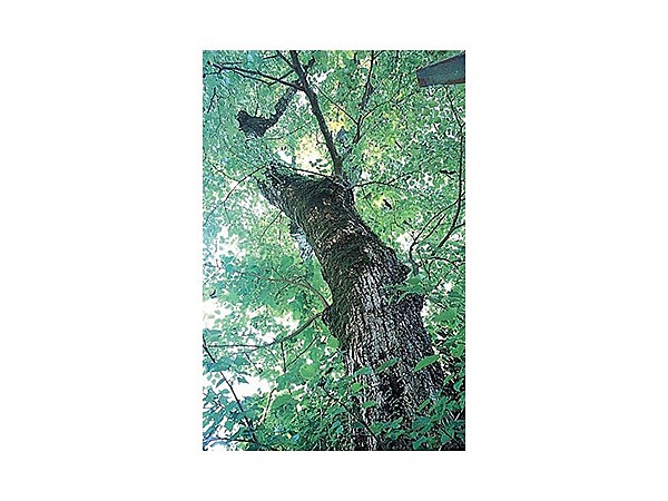 英彦山の菩提樹