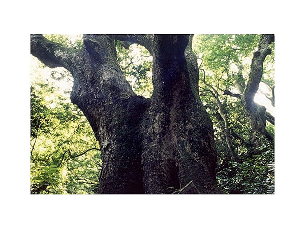 立花山クスノキ原生林