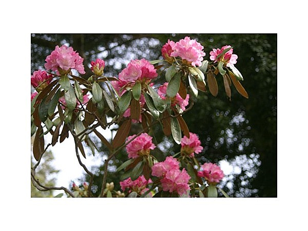 大杣公園のシャクナゲ