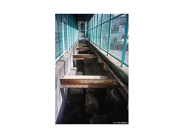 夜宮の大珪化木