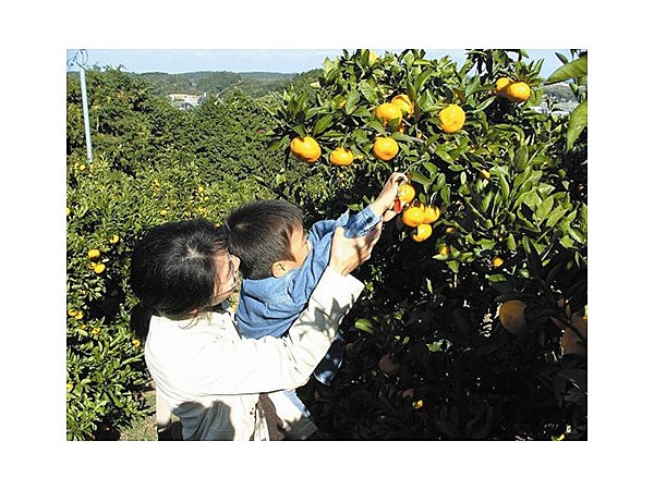 みかん狩