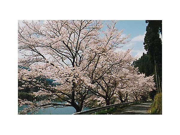 日向神ダム周辺の桜