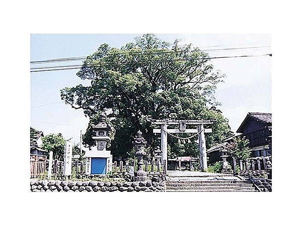 津江神社の樟