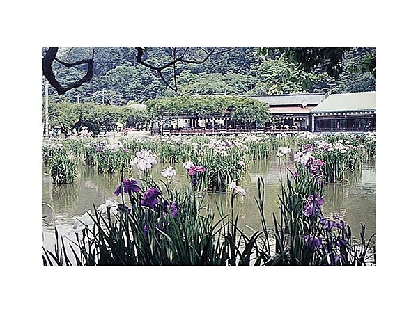 天満宮の花菖蒲