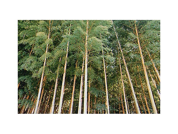 高良山の孟宗金明竹