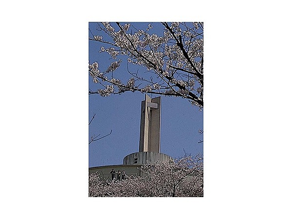 延命公園の桜