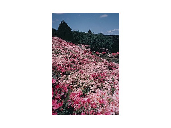 アイランドパークのツツジ