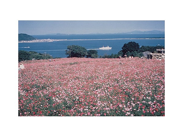 アイランドパークのコスモス