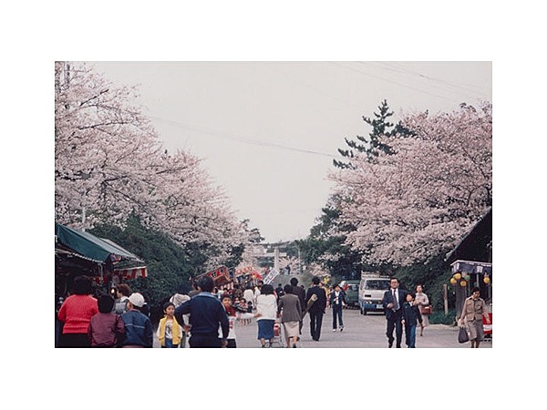 西公園のさくら