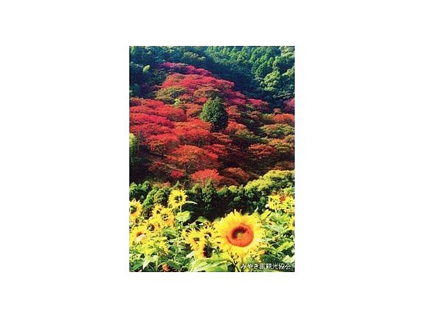 山田のひまわり園