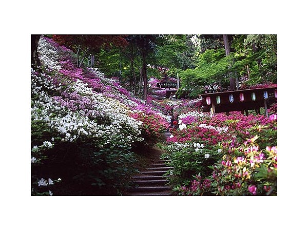 大興善寺のツツジ・モミジ