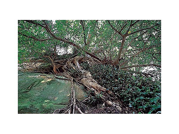 高串のアコウ自生北限地