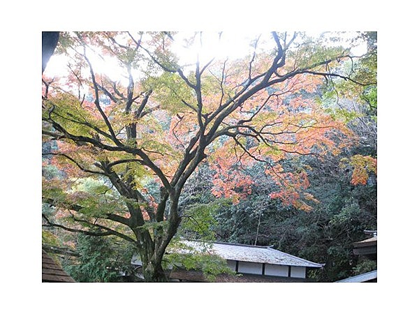 岩屋観音のイロハモミジ