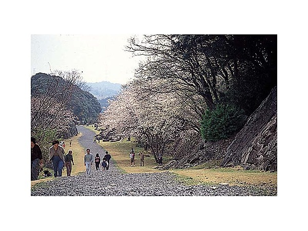 名護屋城跡の桜