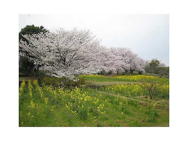 祐徳稲荷神社の桜