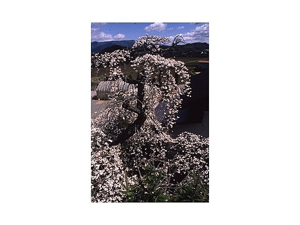 遠野のモリオカシダレ