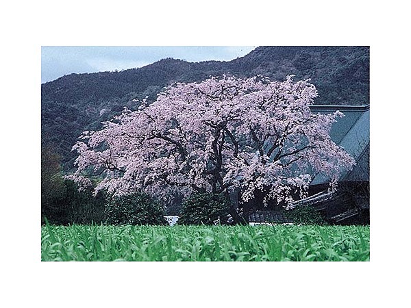 宝珠寺ヒメシダレザクラ