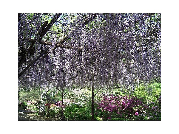 御船山楽園の藤