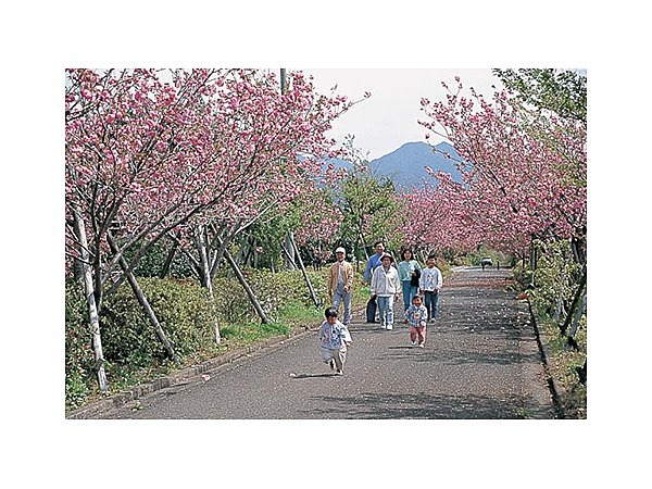 桜ヶ丘公園の桜