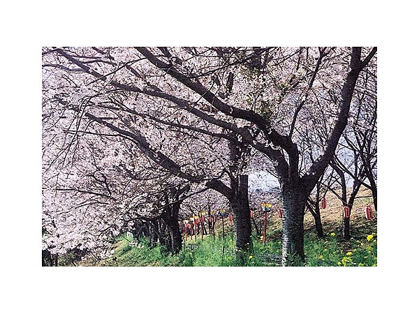 日の隈公園の桜