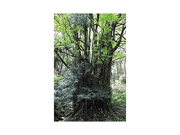 下合瀬の大カツラ