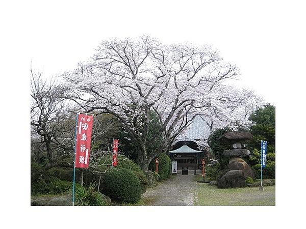 誕生院の桜