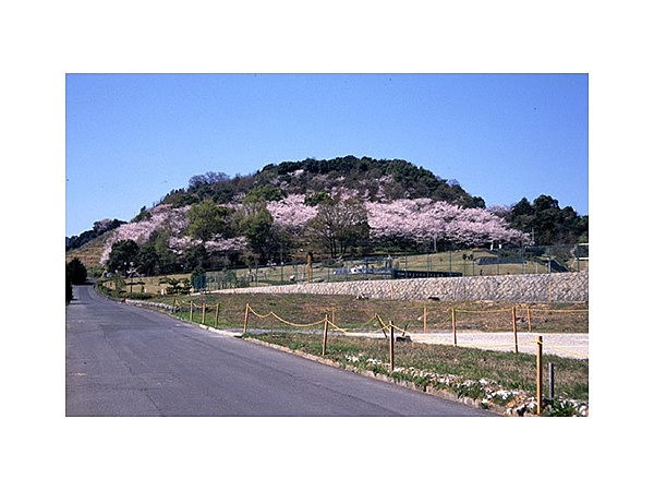 蟻尾山公園の桜