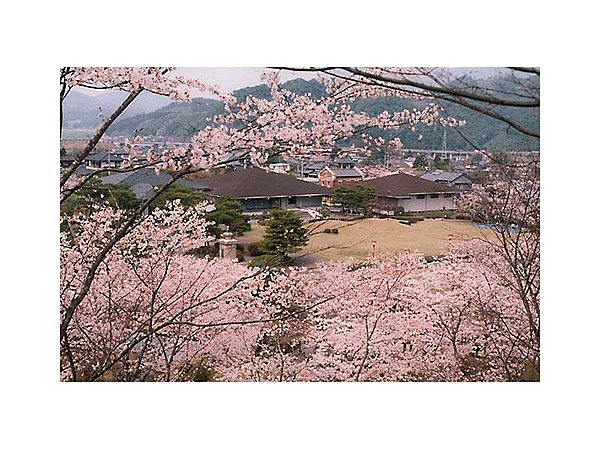 西渓公園のツツジ・桜