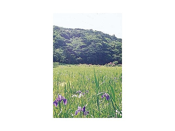 原生沼のミズゴケ湿原