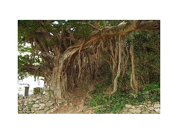 樫の浦大アコウ樹