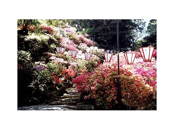 諫早公園のツツジ