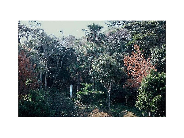 古館のビロウ自生地