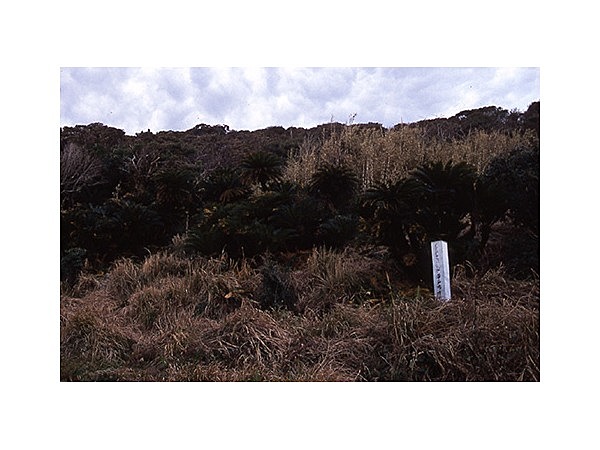 中の浦のソテツ群落